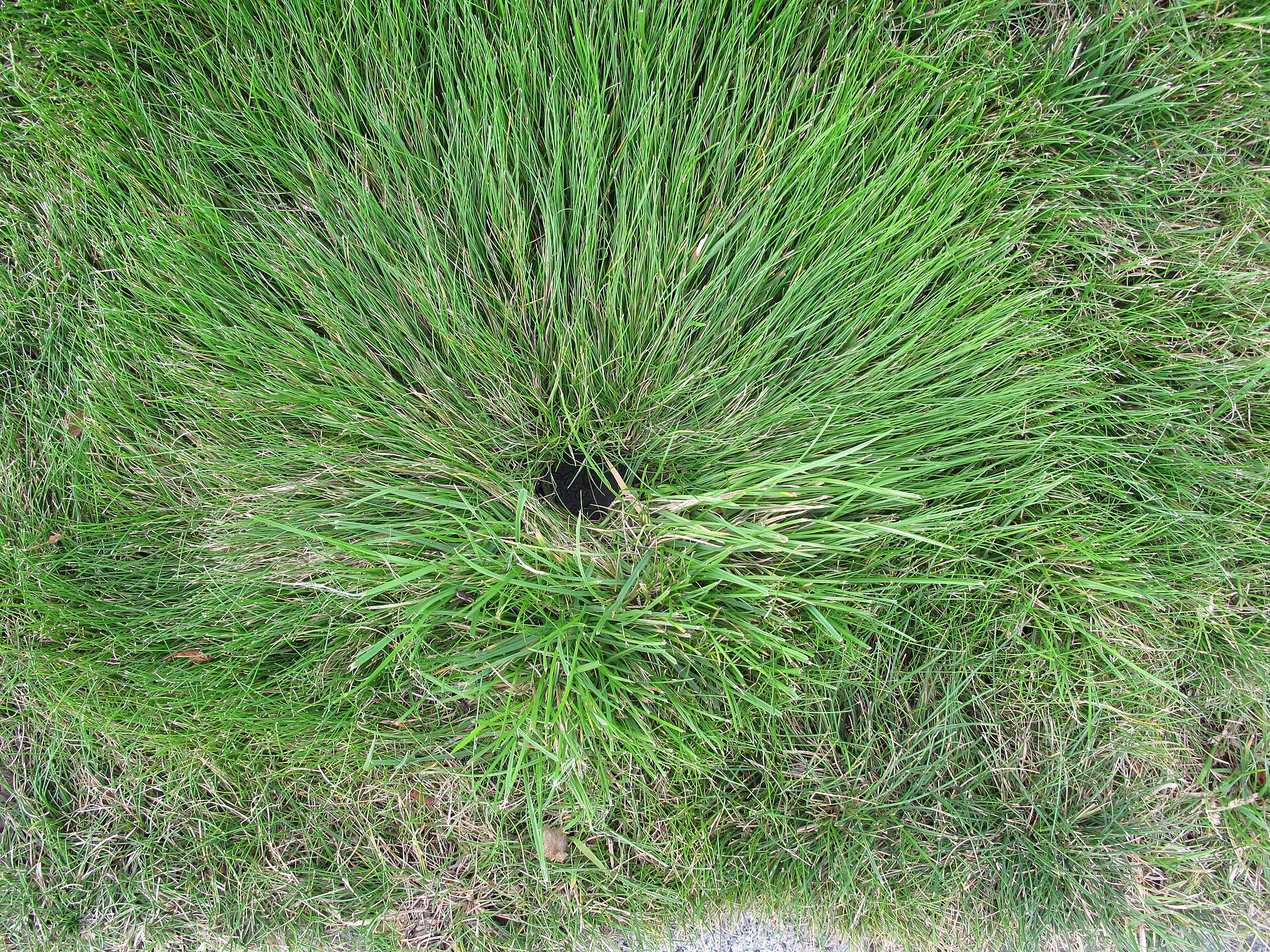 A lawn sprinkler sitting on dry, browning grass