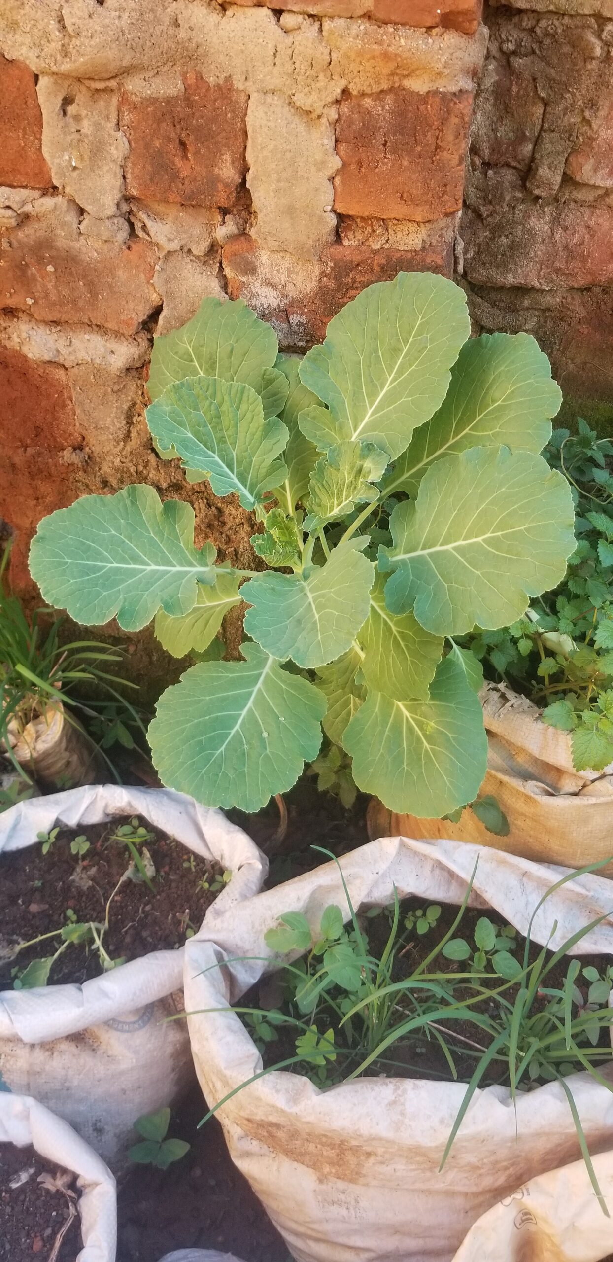 Collard green plants with broad leaves growing in a vegetable garden bed