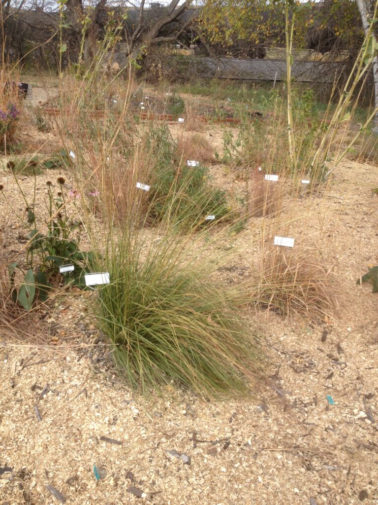 A pollinator garden of blooming native wildflowers and tall plants