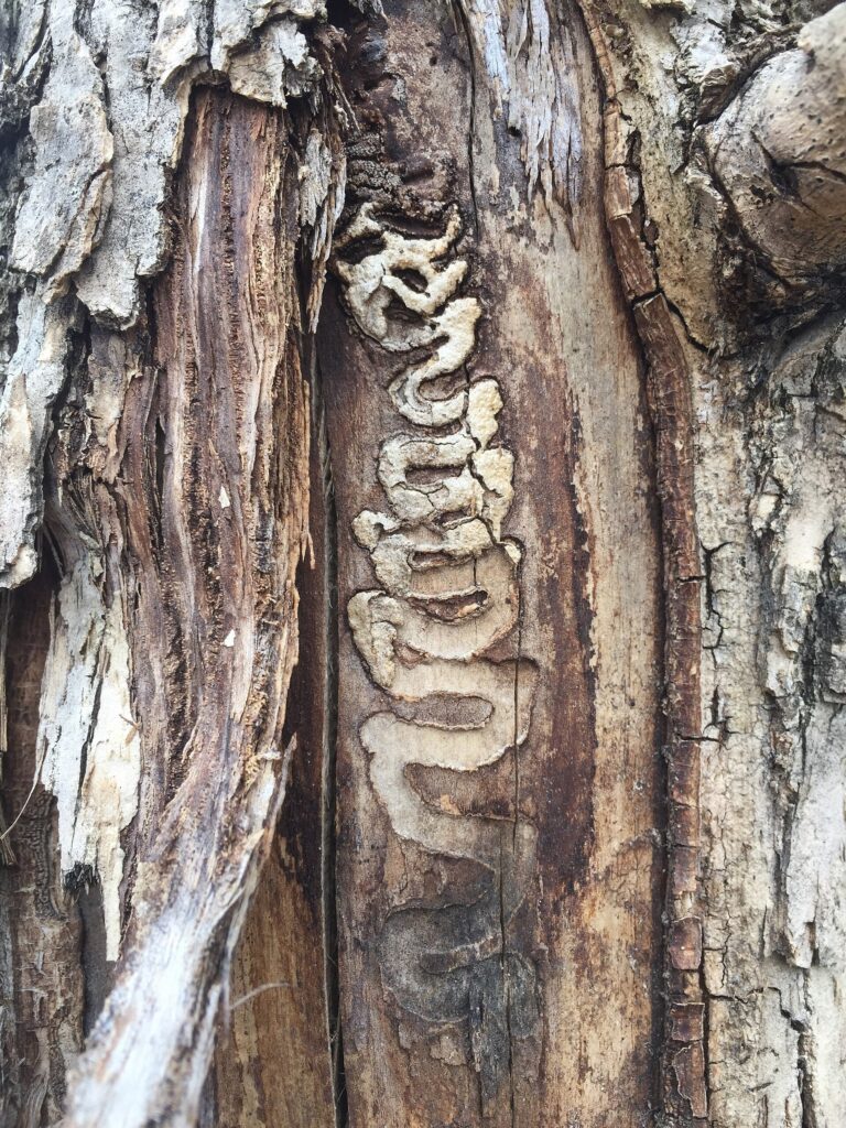 S-shaped emerald ash borer feeding tunnels exposed under the bark of an ash tree