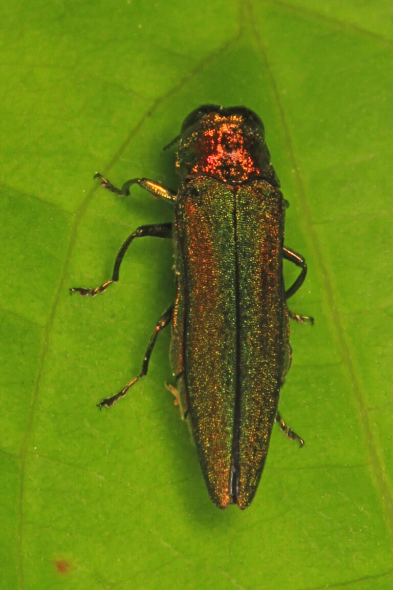 Close-up of a metallic green emerald ash borer beetle on a leaf