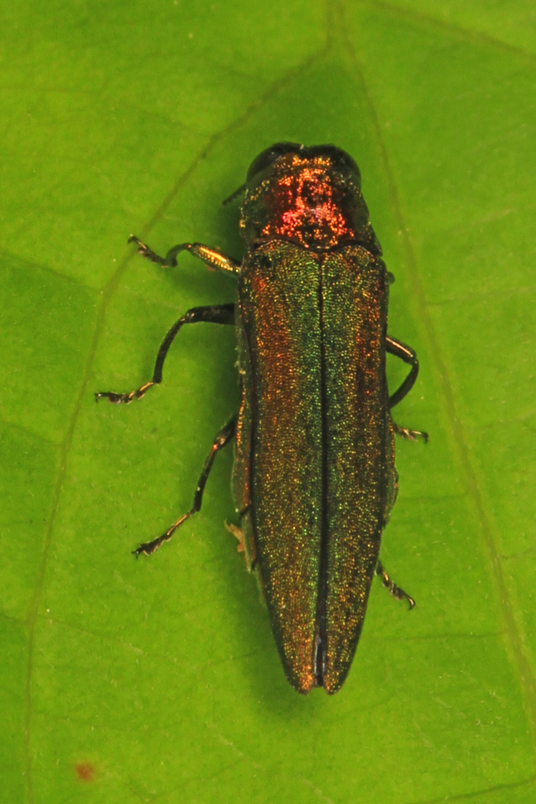 Close-up of a metallic green emerald ash borer beetle on a leaf