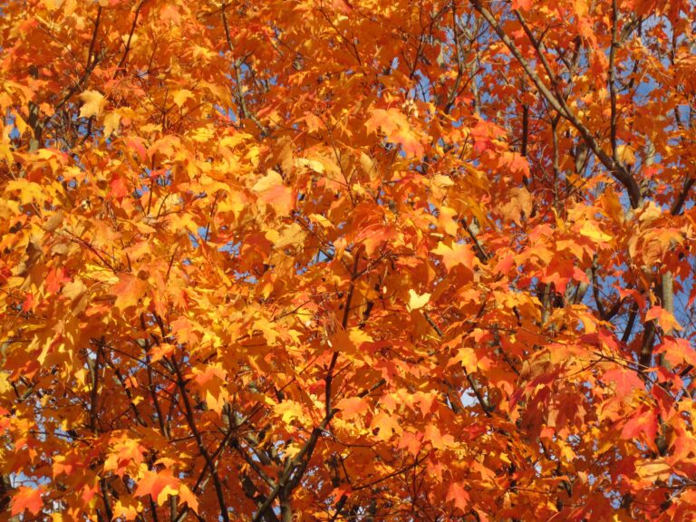 A large maple tree in orange and yellow fall color