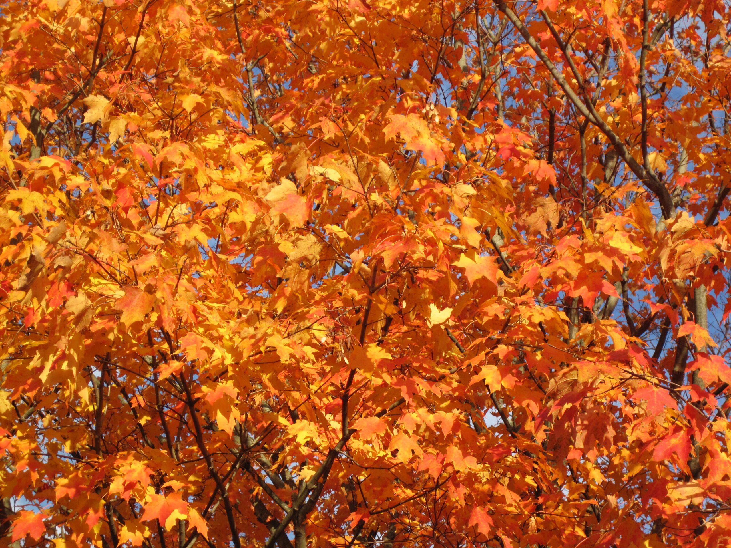 A large maple tree in orange and yellow fall color