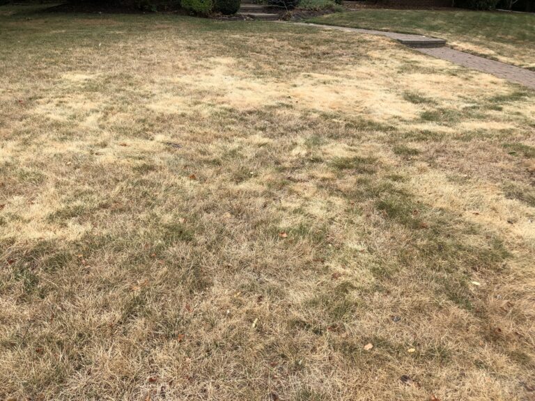 A brown, dry front lawn after an extended stretch of dry weather