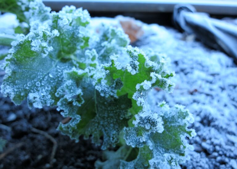 Kale leaves in a garden covered with frost