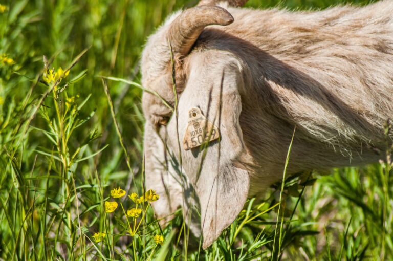 Goats grazing on overgrown weeds during a vegetation-clearing project