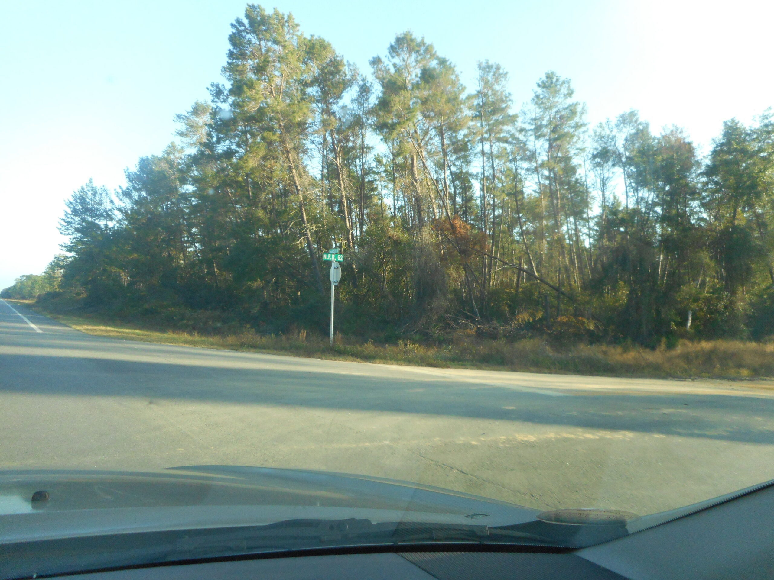 A Florida black bear near a road in the Ocala National Forest
