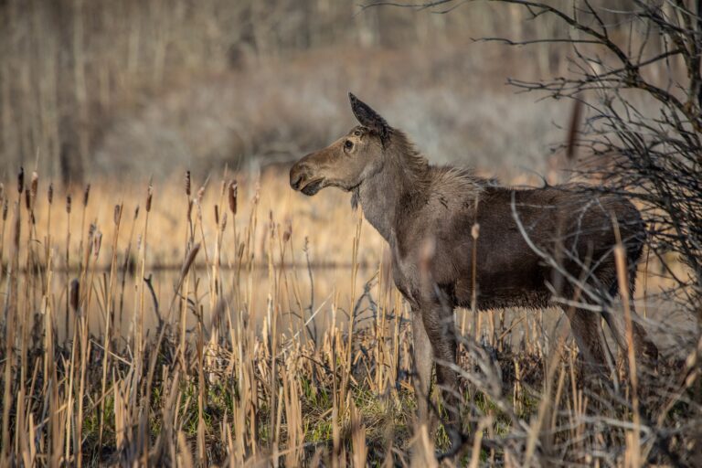 A young moose standing in green vegetation