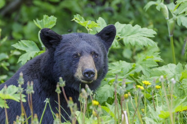 An American black bear standing in grass and brush