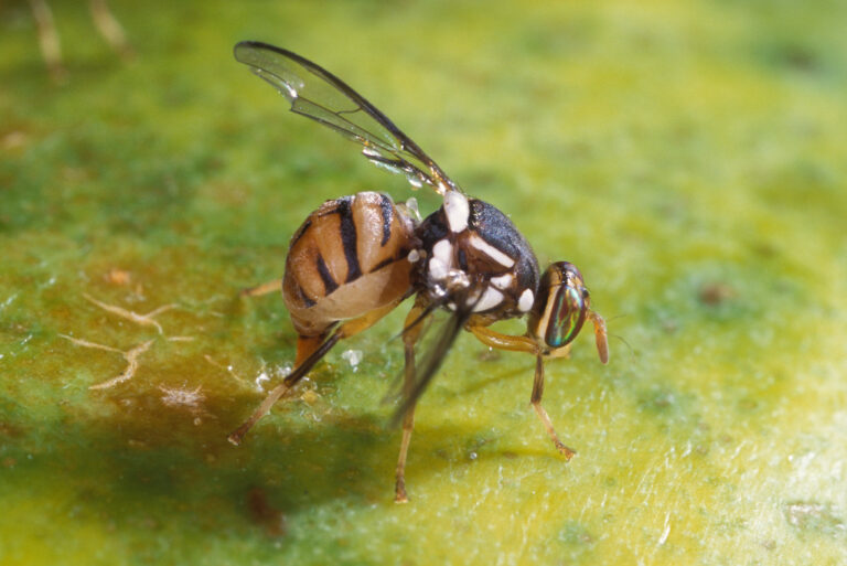 An adult oriental fruit fly, Bactrocera dorsalis