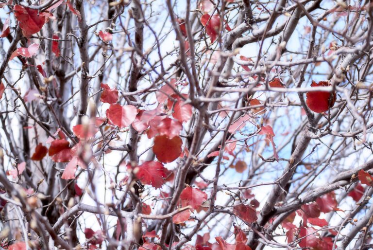 A Bradford pear tree with red and orange autumn leaves