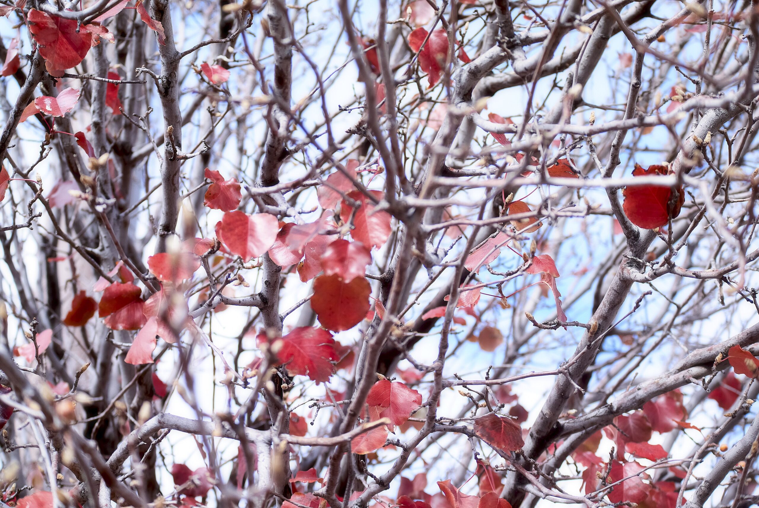 A Bradford pear tree with red and orange autumn leaves