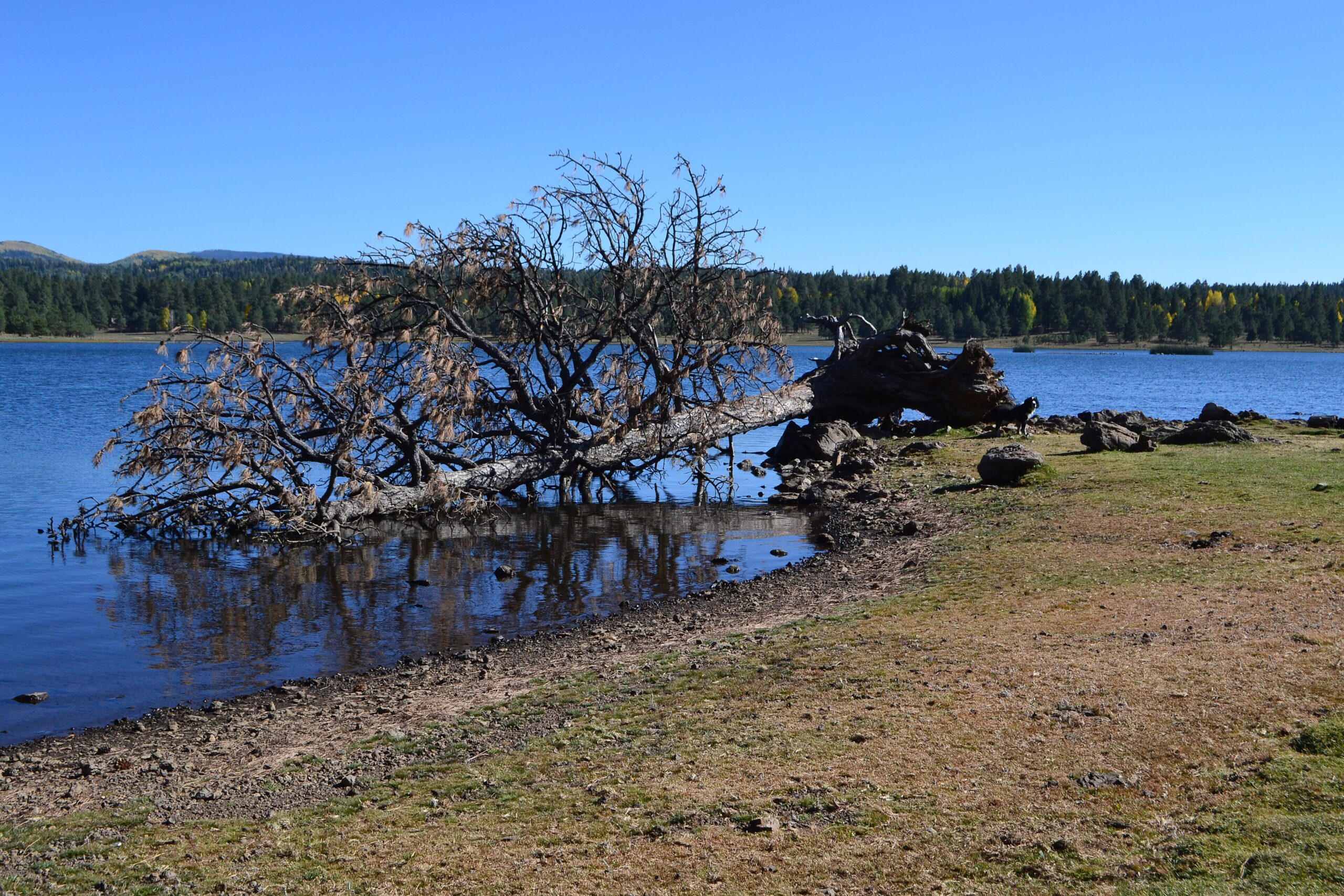 A large tree lying on its side with its root mass pulled out of the ground