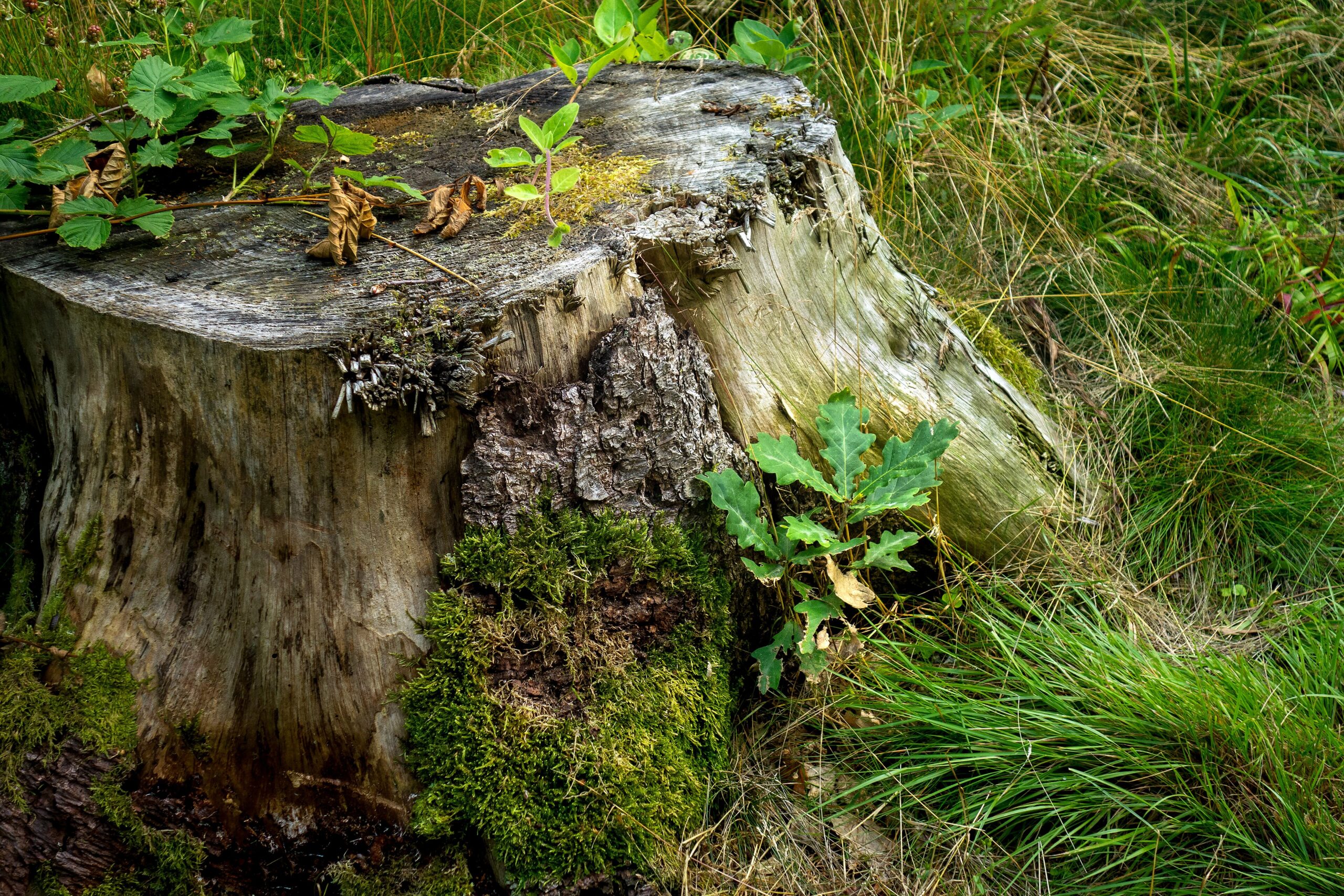 The cut stump of a large oak tree