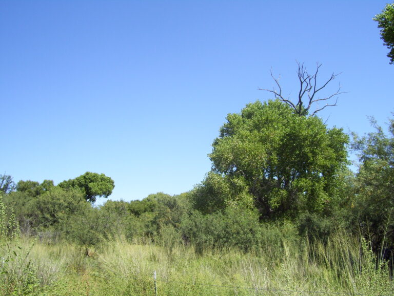 Tall cottonwood trees along Cienega Creek in southern Arizona