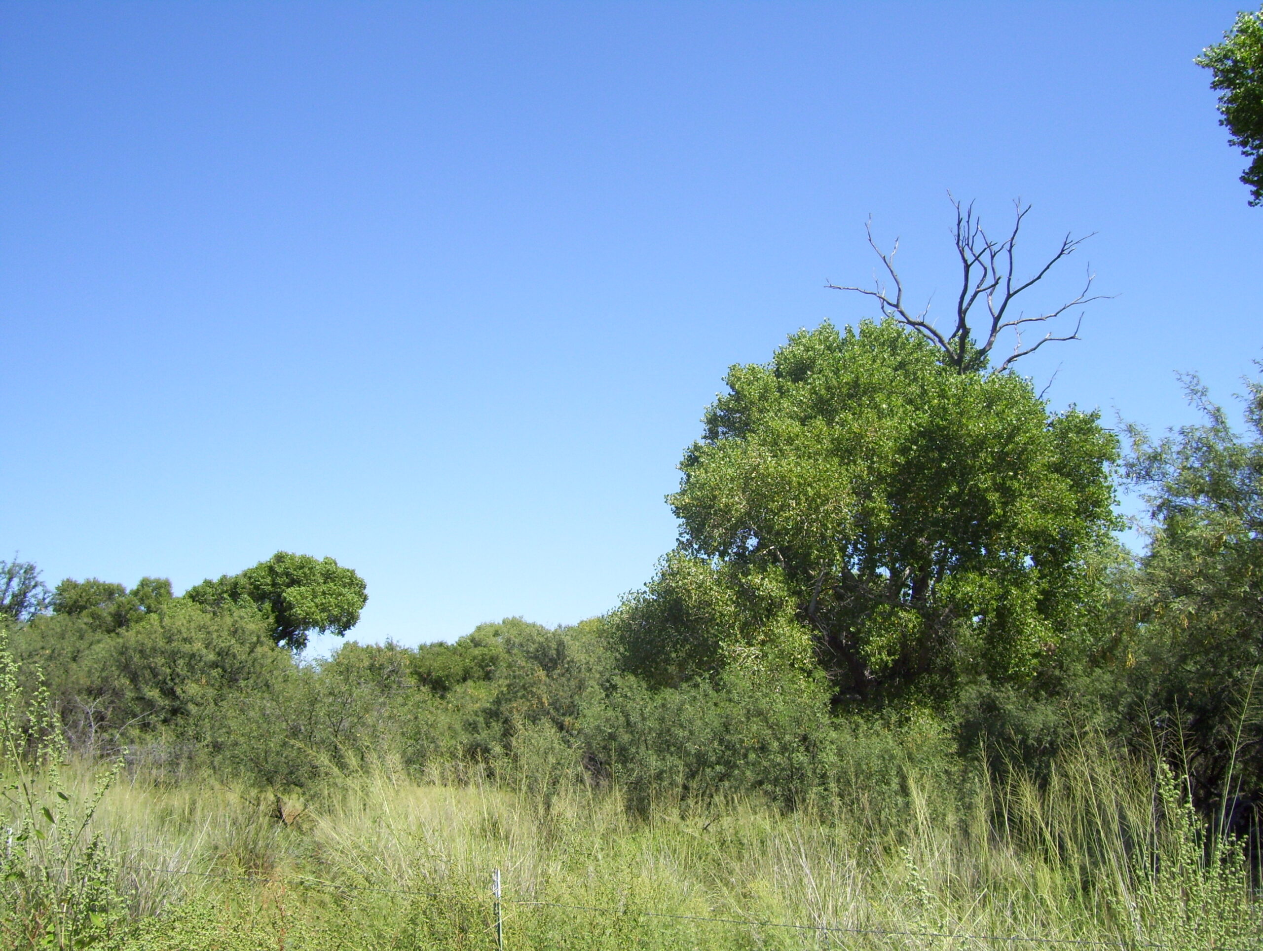 Tall cottonwood trees along Cienega Creek in southern Arizona