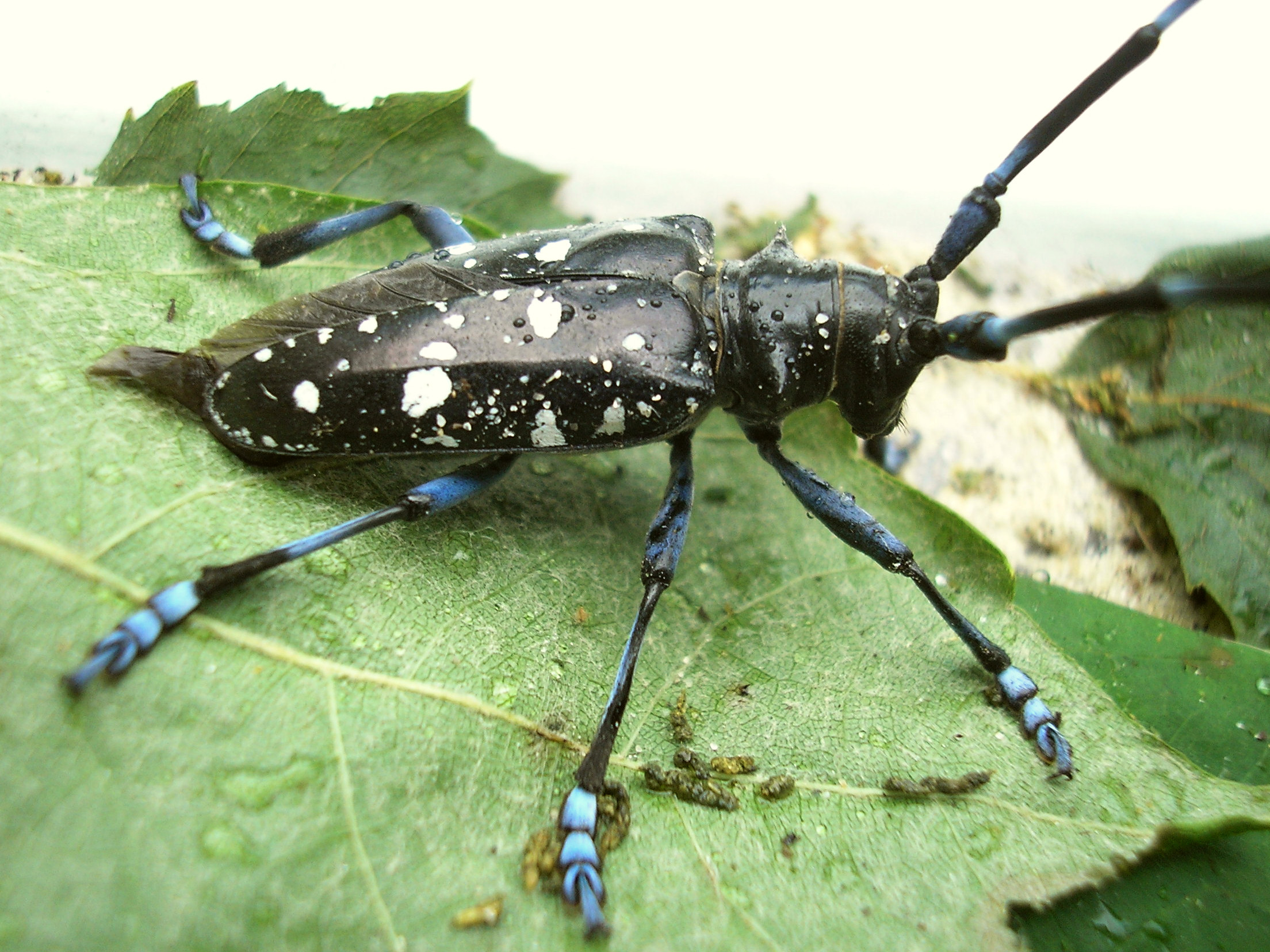 A black-and-white spotted Asian longhorned beetle with long banded antennae