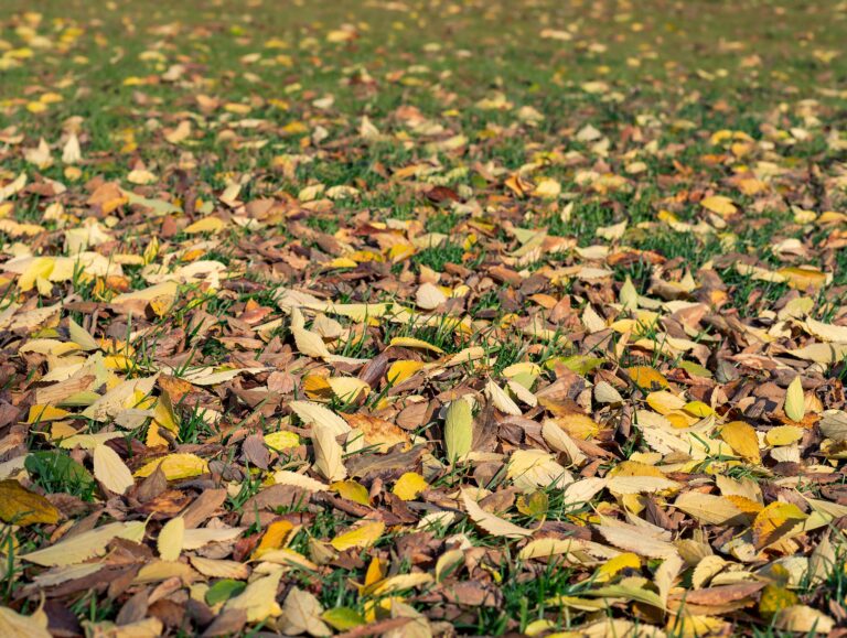 Dry fallen autumn leaves covering a grass lawn