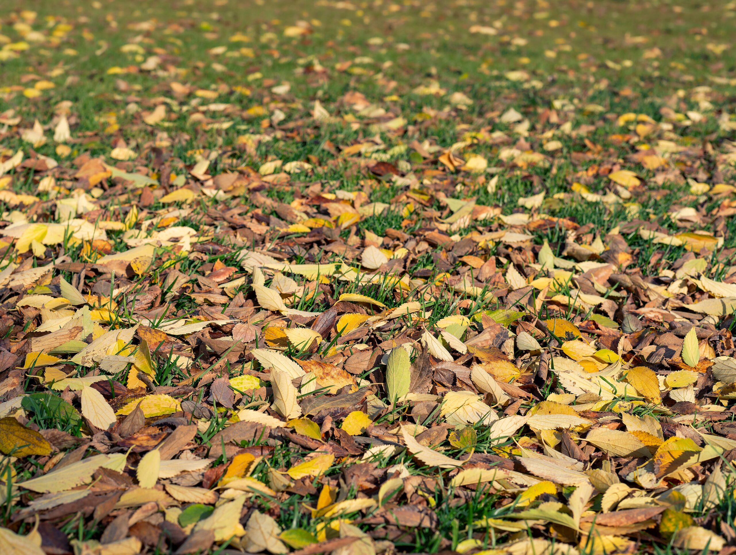 Dry fallen autumn leaves covering a grass lawn