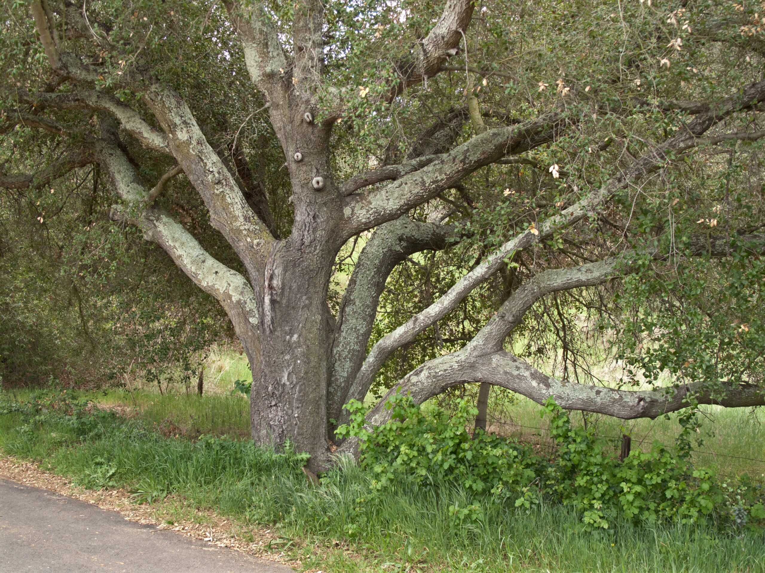 A coast live oak tree with lichen growing on its branches