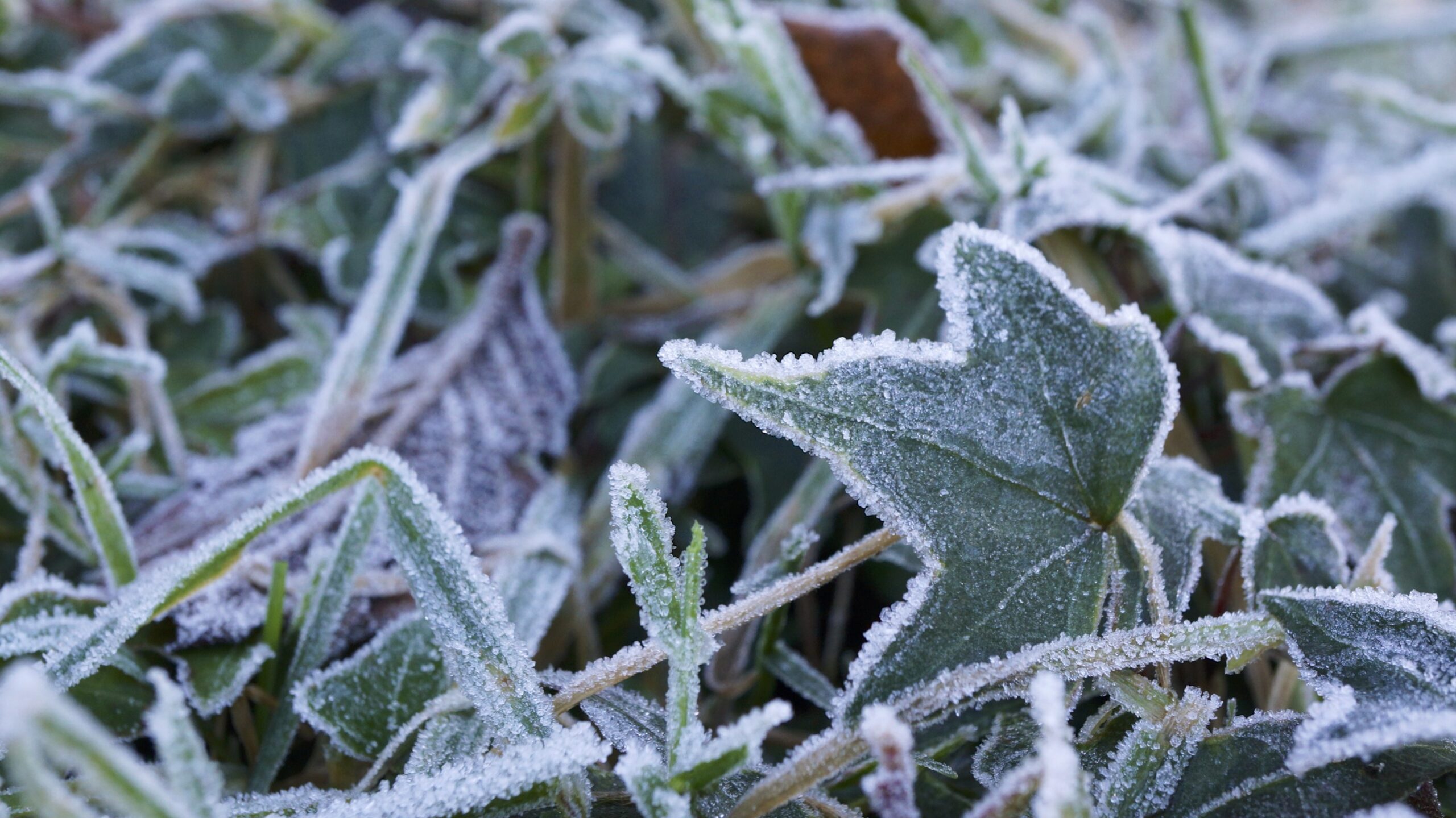 White frost coating plants in a home garden on a cold morning
