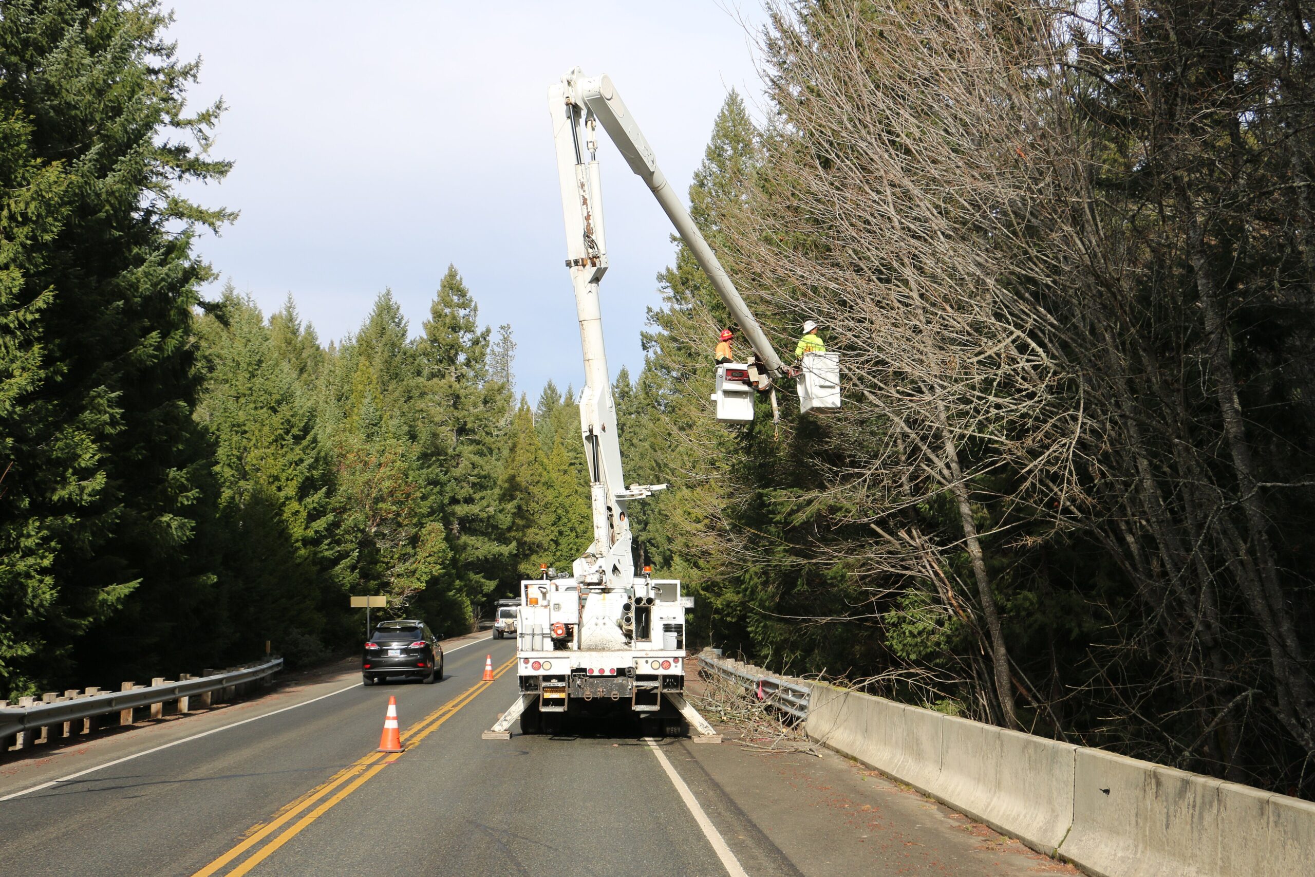 A worker in a bucket truck trimming tree branches