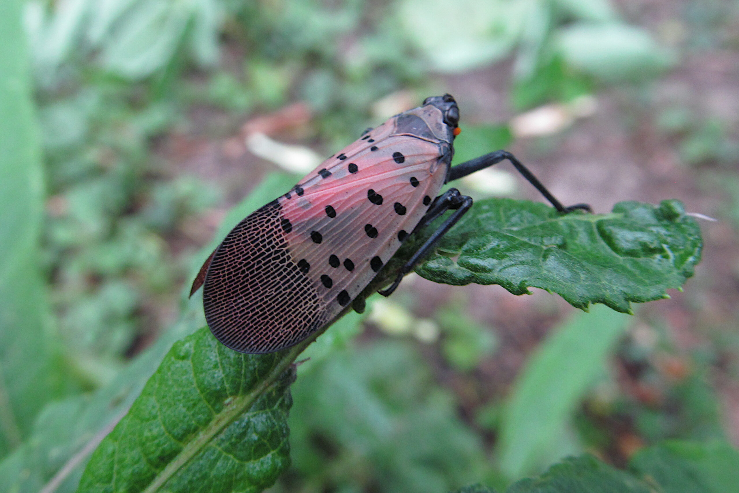 An adult spotted lanternfly with spotted gray forewings resting on a plant