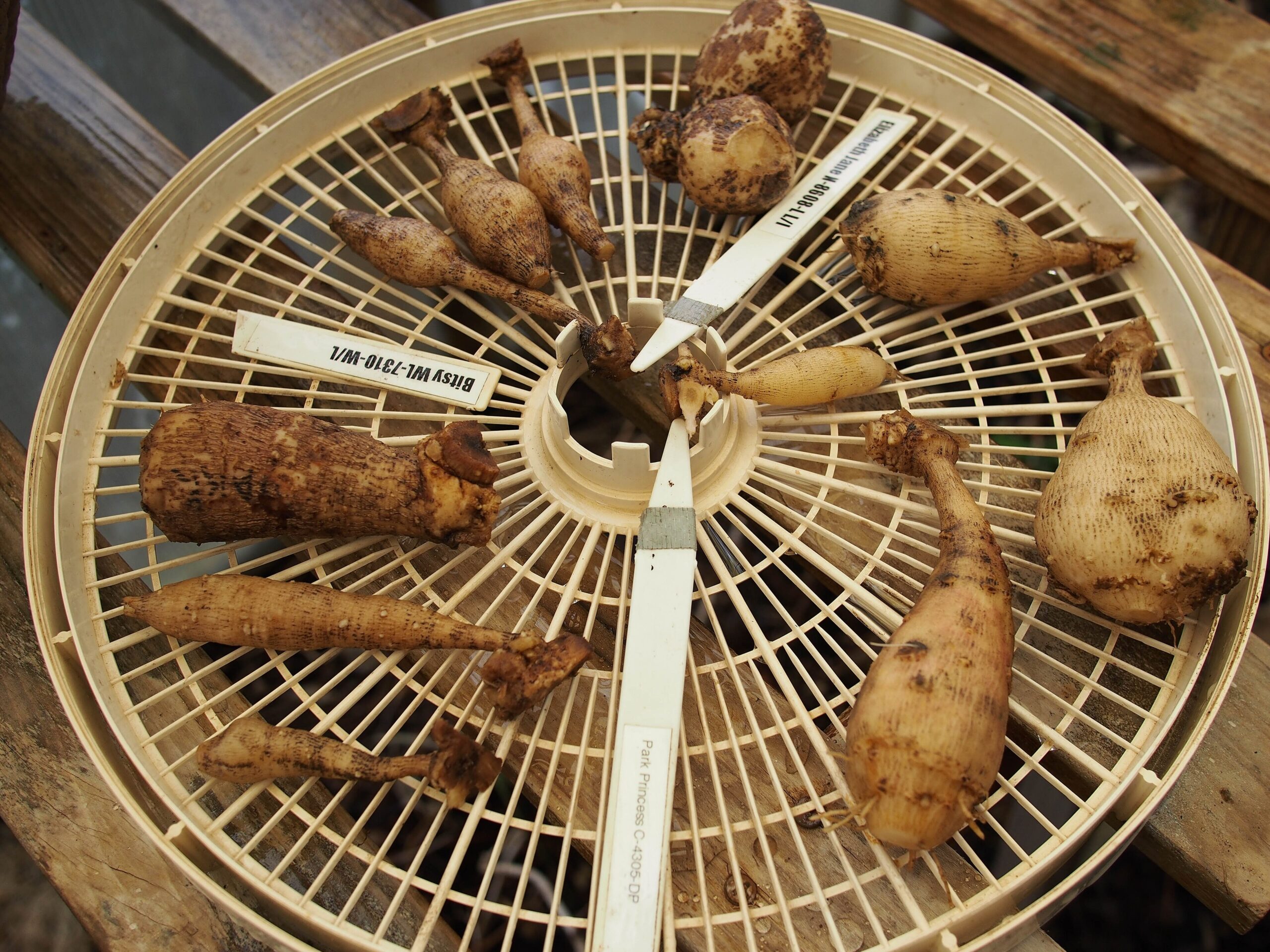 Clumps of freshly dug dahlia tubers laid out to dry