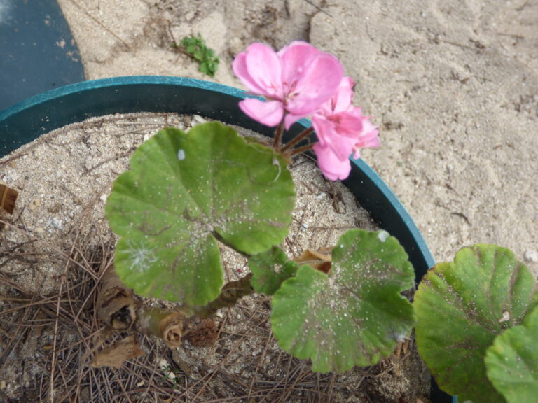 Red zonal geranium flowering in a pot outside a home