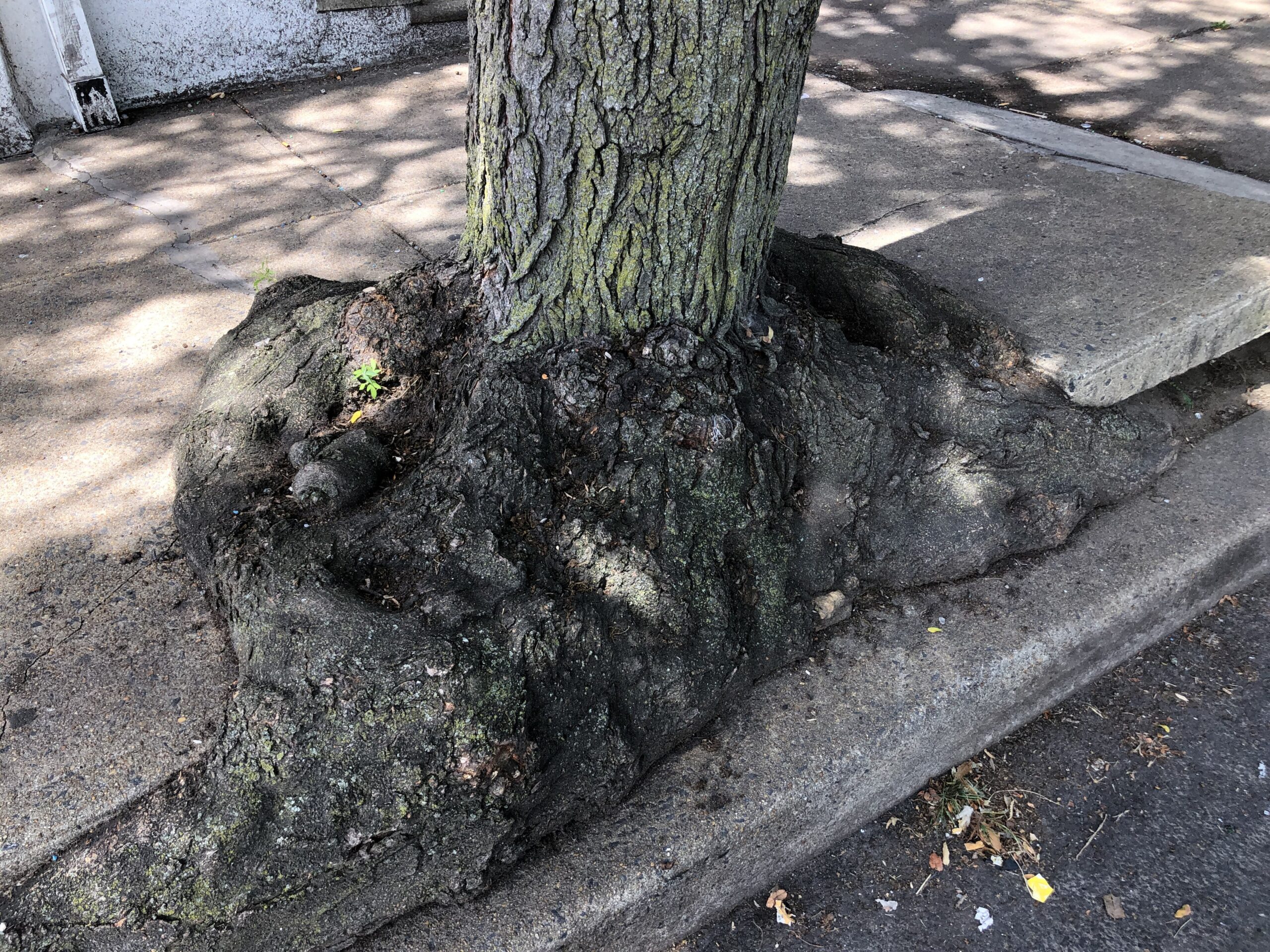 Roots of a honey locust street tree lifting a section of city sidewalk