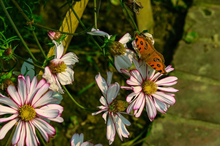 Cosmos flowers blooming in a garden
