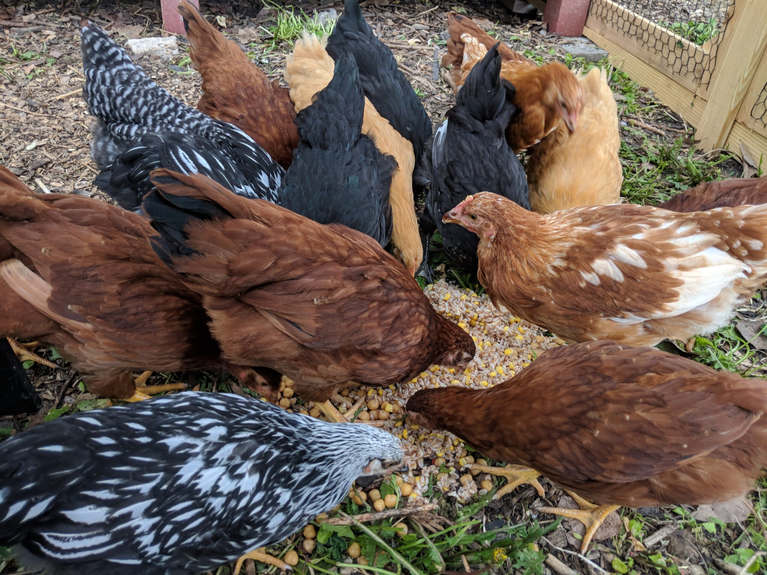 Backyard heritage chickens eating kitchen scraps in a yard