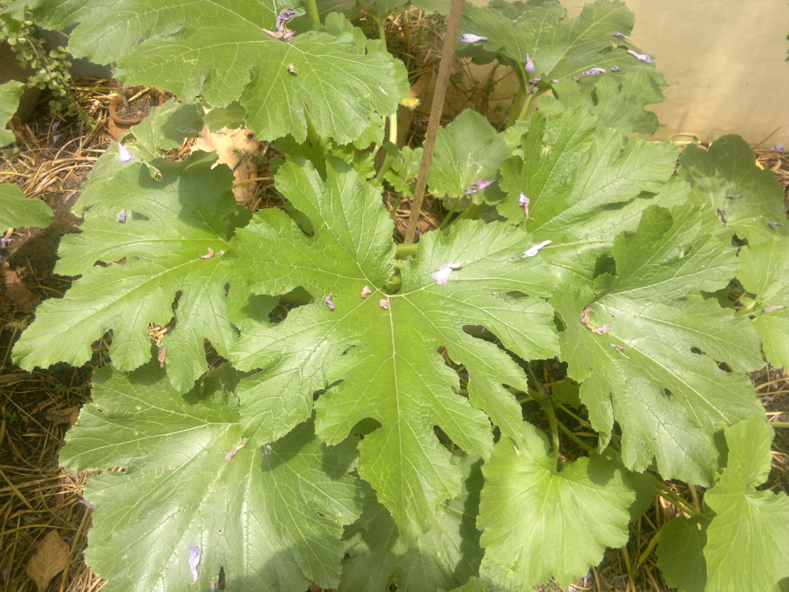 A zucchini plant with broad green leaves and a young squash growing in a garden bed