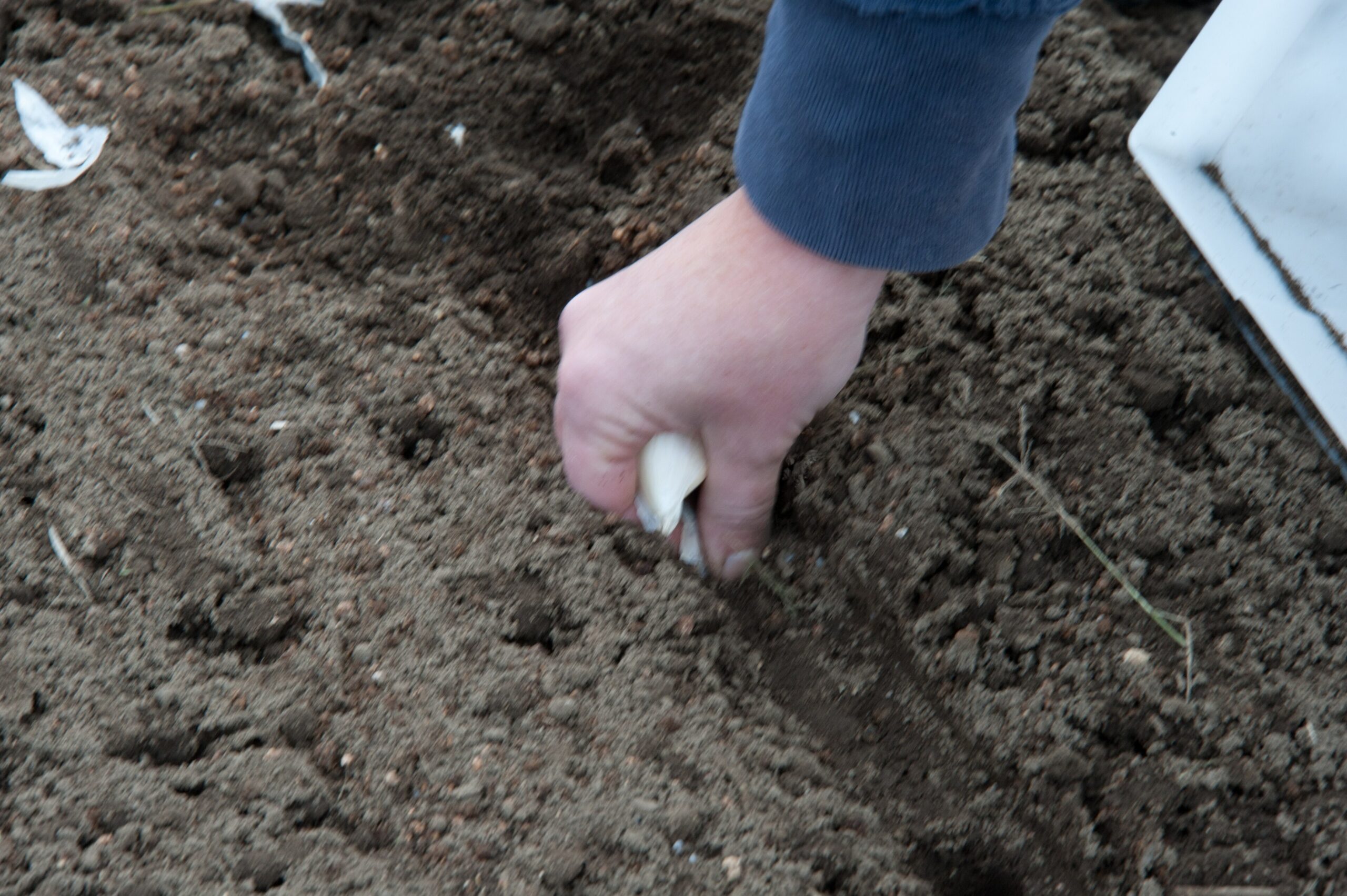 Garlic cloves being planted in a prepared garden bed in fall