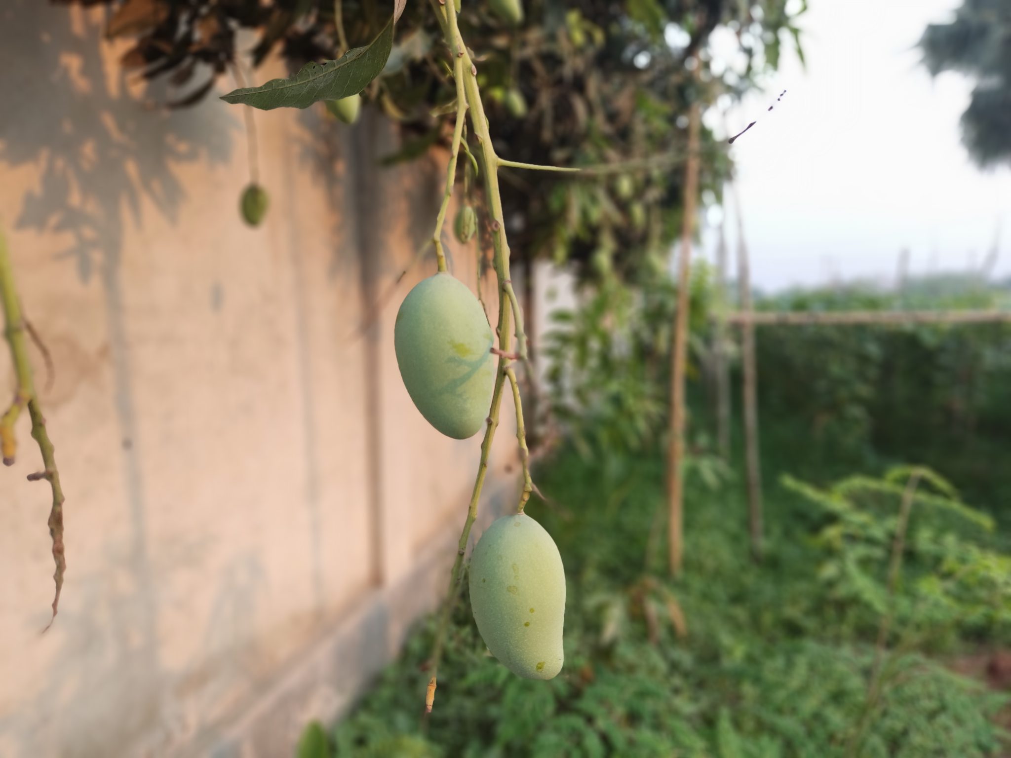 Unripe green mangoes hanging from the branches of a mango tree