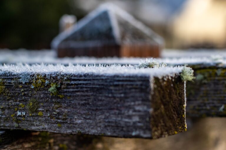 Frost coating a garden grape arbor in Eugene, Oregon