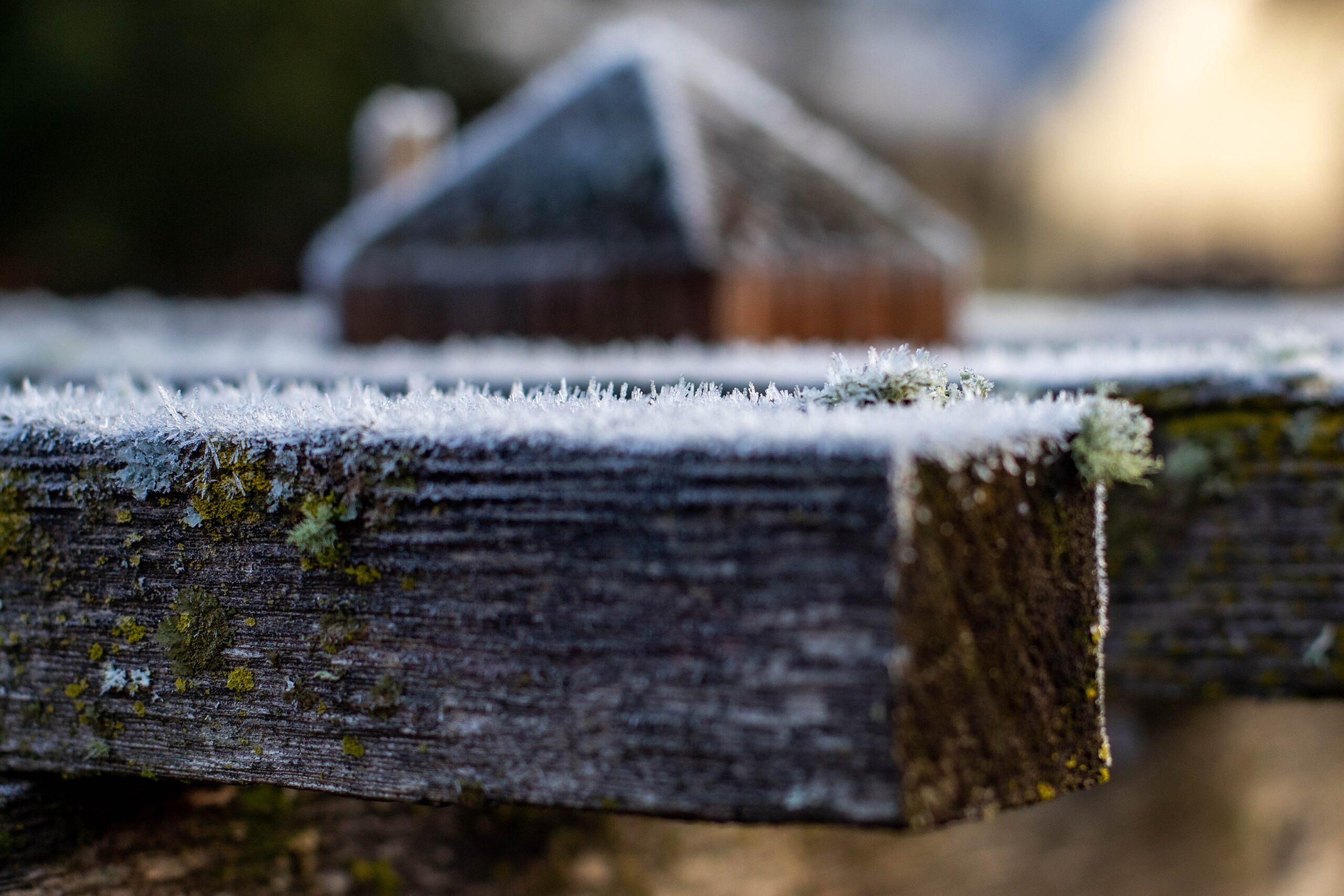 Frost coating a garden grape arbor in Eugene, Oregon