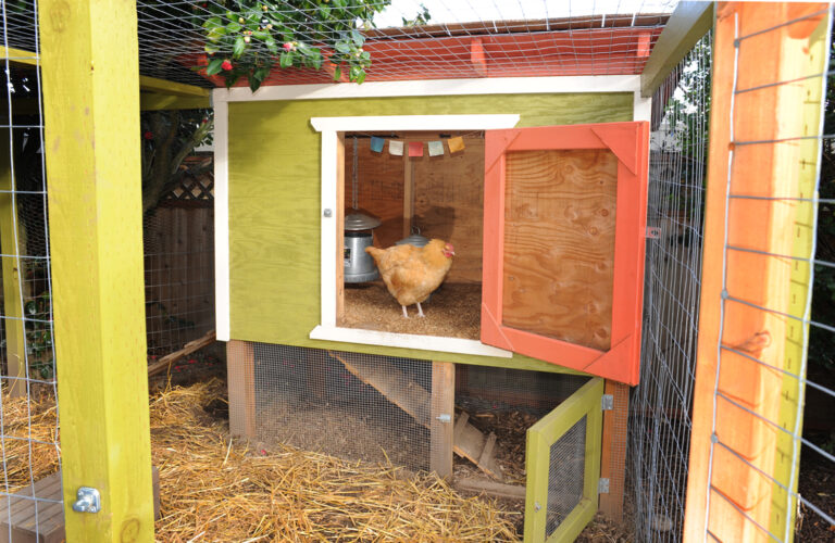 A backyard chicken coop with a fully enclosed wire run
