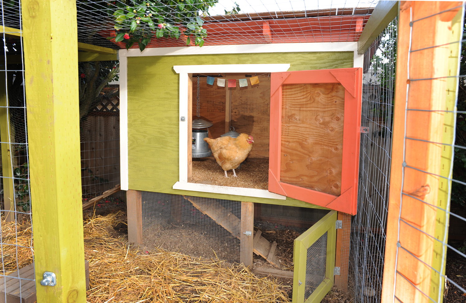 A backyard chicken coop with a fully enclosed wire run