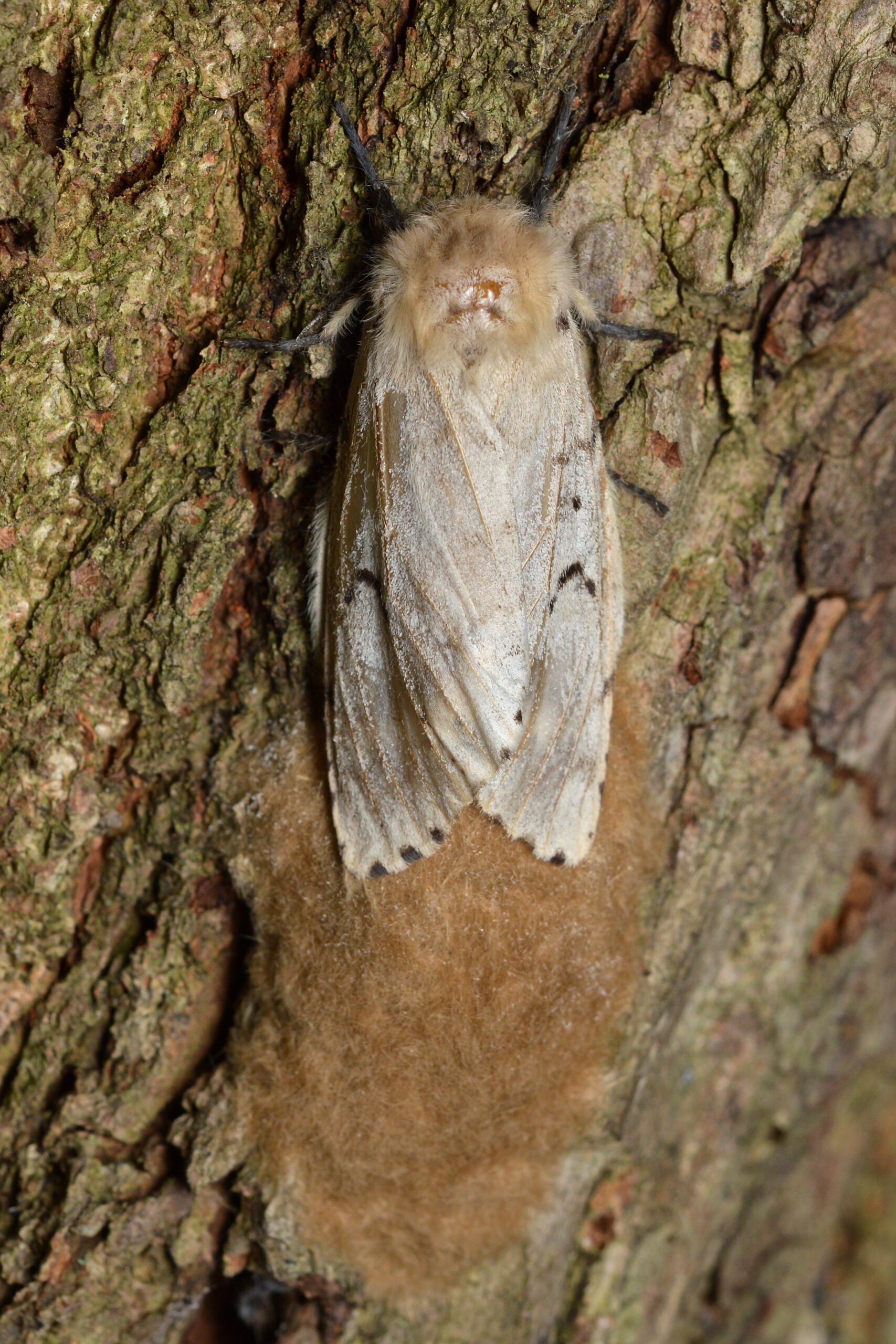 A female spongy moth beside her fuzzy tan egg mass on tree bark