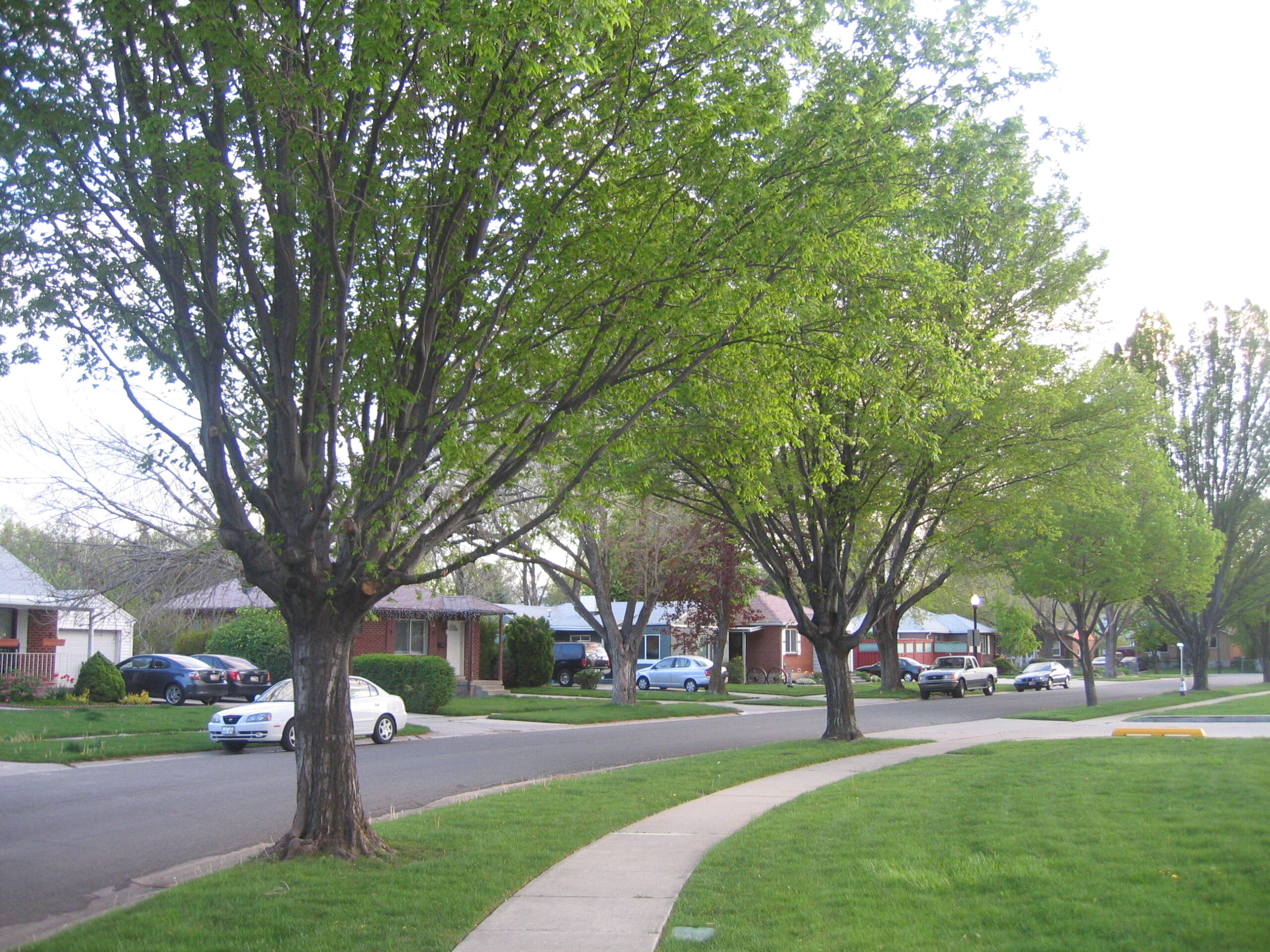 Houses and front yards along Picture Drive in the Rose Park neighborhood of Salt Lake City