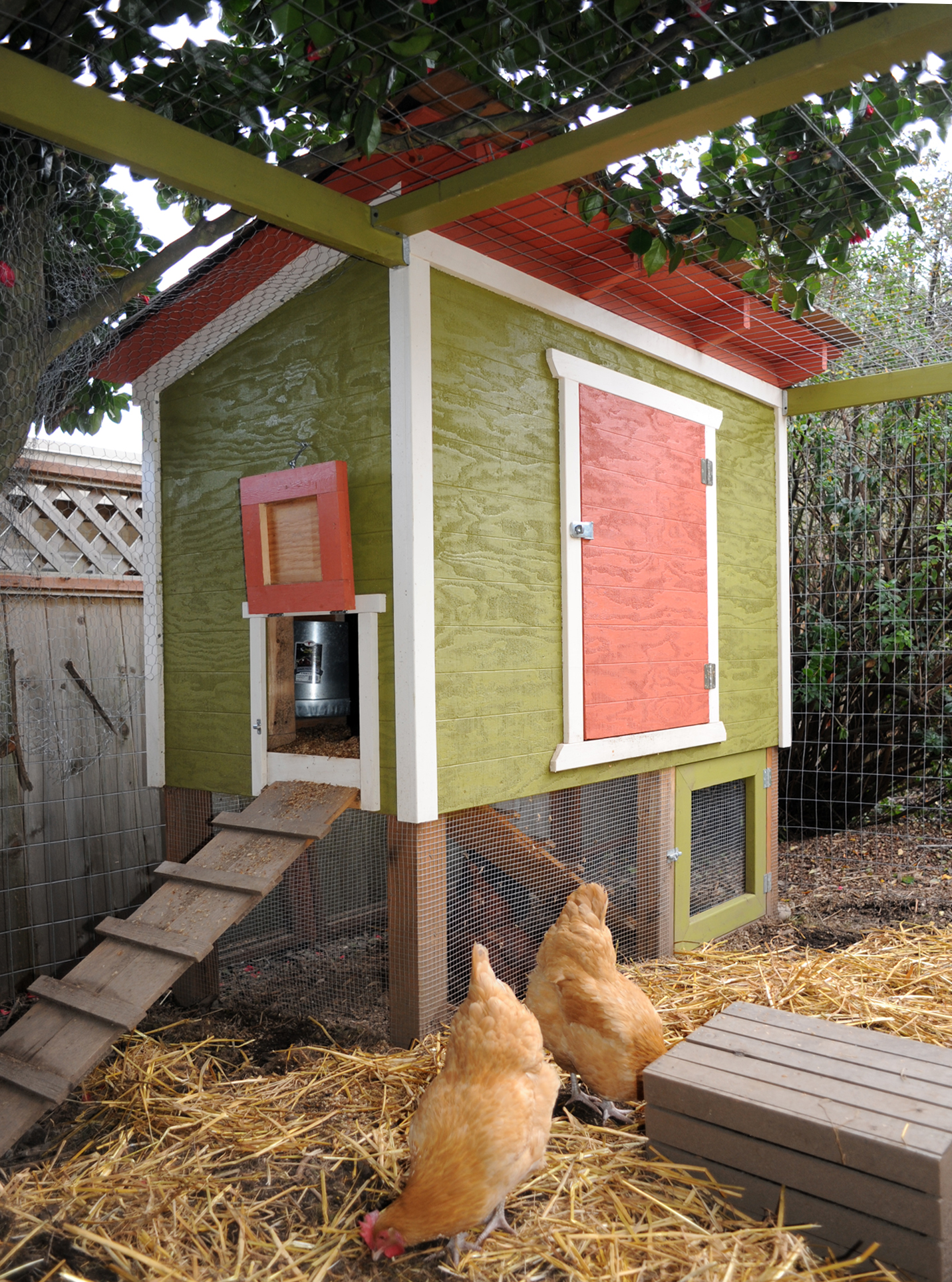 Two hens standing beside a small wooden backyard chicken coop