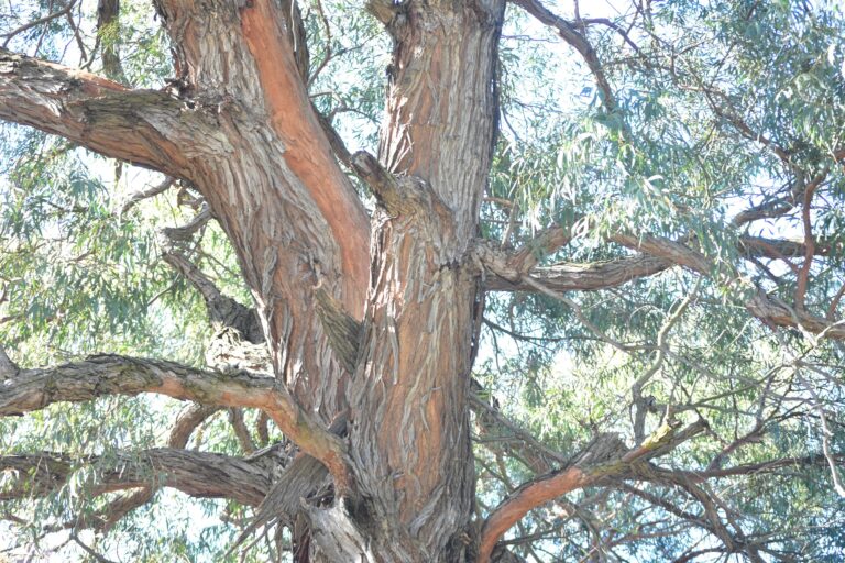 Tall eucalyptus tree with pale trunk and spreading branches against the sky