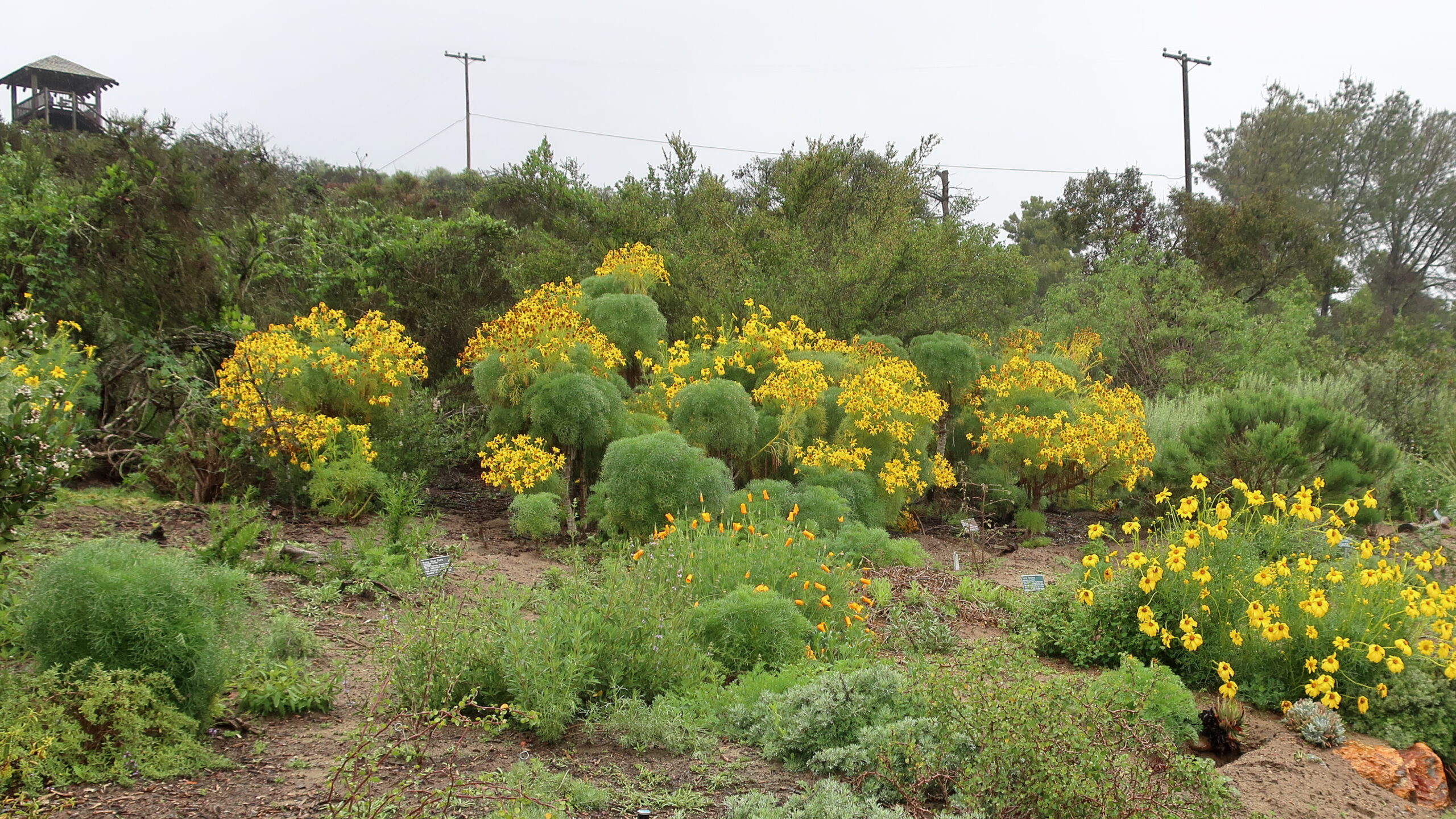 California poppies and giant coreopsis blooming in a California native plant garden