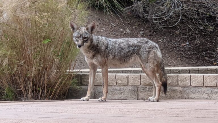 A coyote standing in a suburban backyard