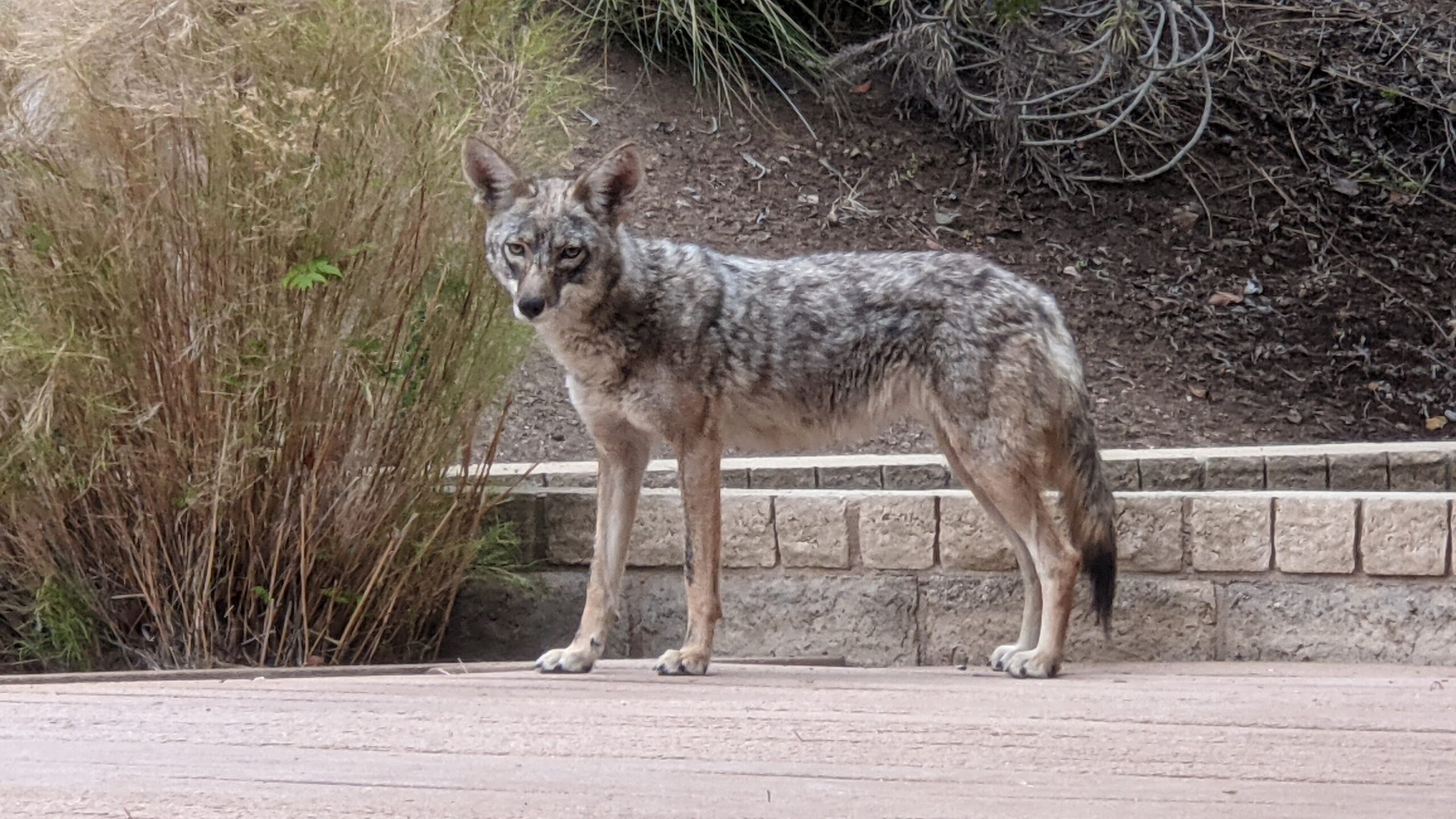 A coyote standing in a suburban backyard