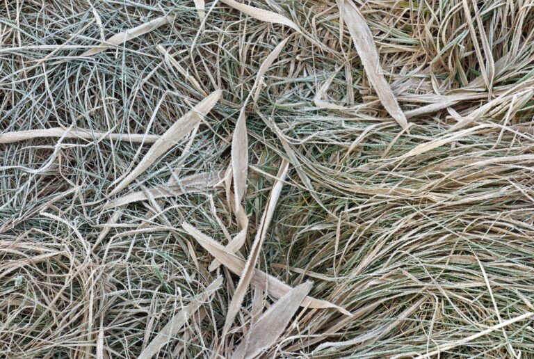 Frost crystals on blades of grass and reed leaves