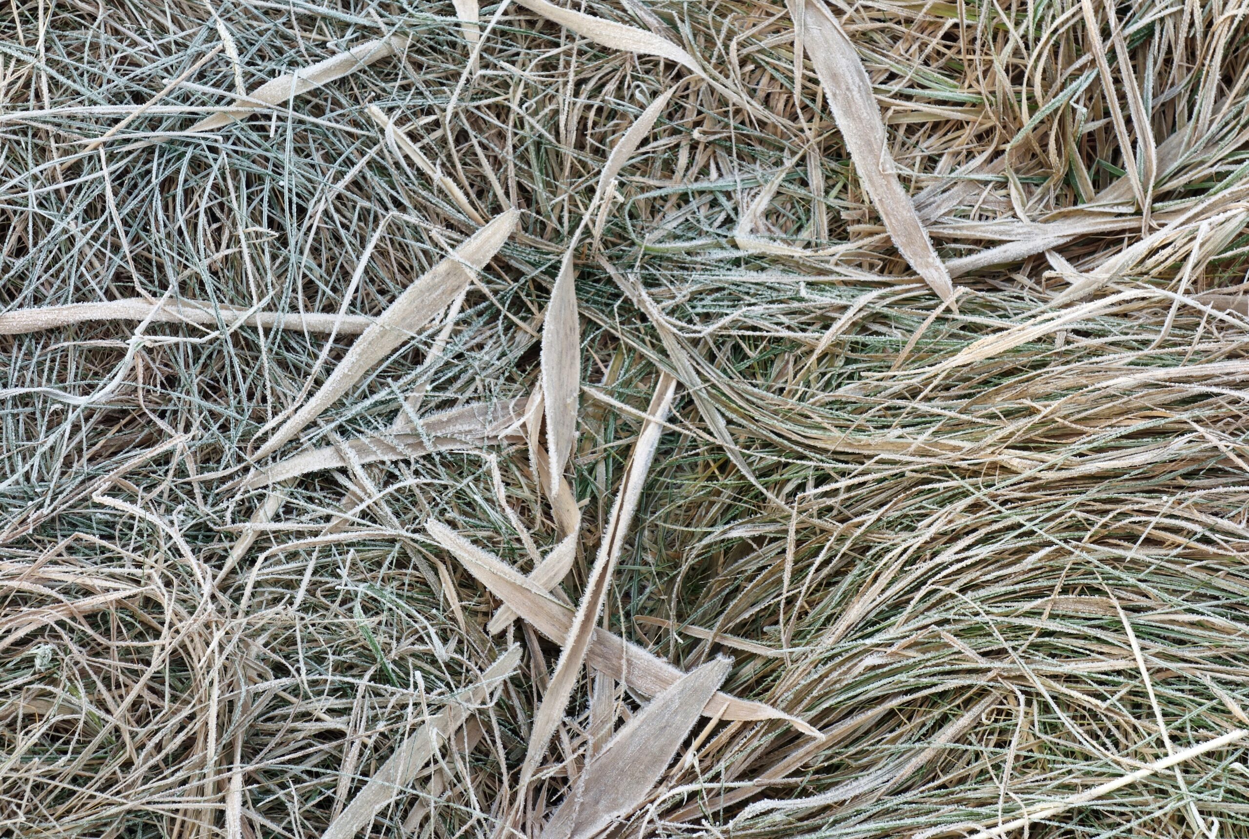 Frost crystals on blades of grass and reed leaves