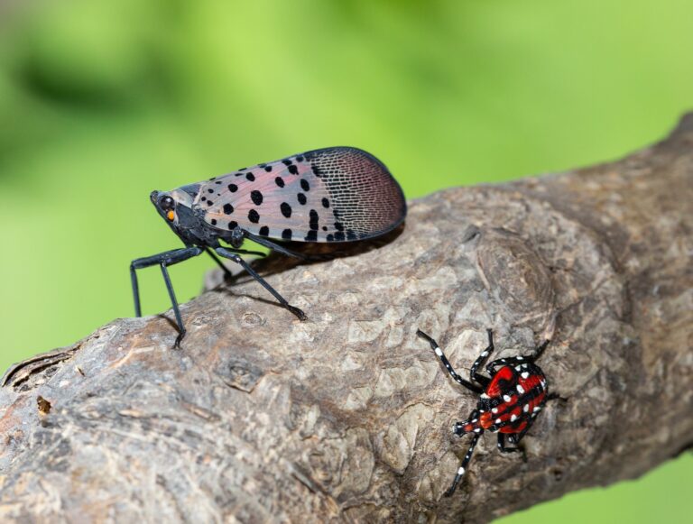 An adult spotted lanternfly resting on a tree branch